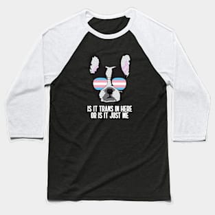 Funny IS IT TRANS IN HERE OR IS IT JUST ME - Boston Terrier Dog Trans Pride Flag Baseball T-Shirt